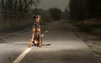 Dogs Roads Doberman Pinscher Wallpaper
