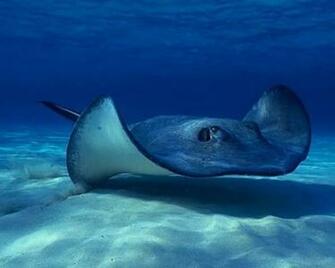 Best Wyland Wallpaper