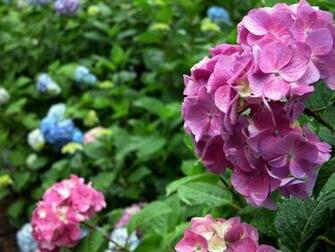 Happy Garden Wallpaper Flower