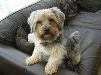 Yorkie Terrier Wallpaper HD Animals
