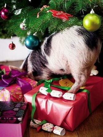 Funny Pictures Cute Little Pigs In Christmas Tree Photos