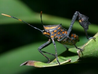 True Bug Wallpaper