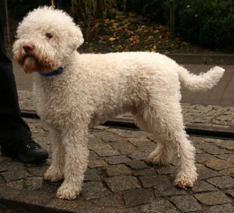 File Lagotto Romagnolo Jpg Wikipedia