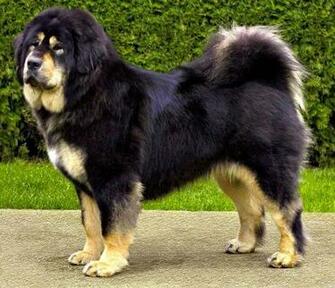 Beautiful Tibetan Mastiff Dog Full Screen Wallpaper Photos
