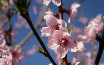Peach Flowers Wallpaper