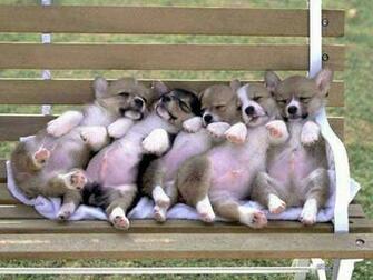Welsh Corgi Cute Puppies Dog Wallpaper For Your Computer Desktop