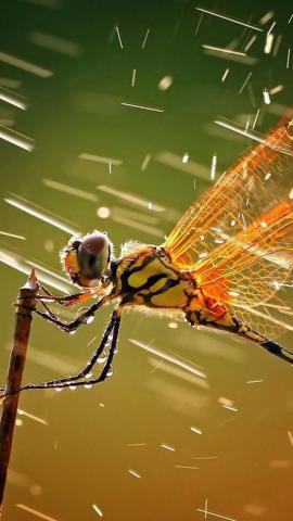 Dragonfly iPhone Wallpaper