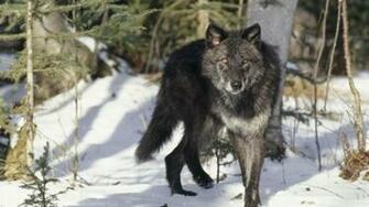 Black Gray Wolf Wallpaper In Animals With All