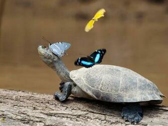 Turtles Photos HD Wallpaper In For Your
