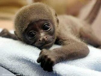 Share Sloth Cute Baby Animals Wallpaper Background Monkey