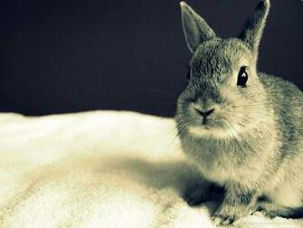 Amazing Animal HD Wallpaper