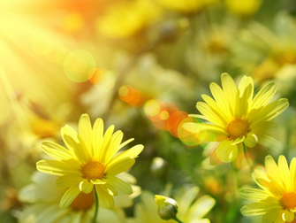 Sunshine Google Image Wallpaper Spring Original