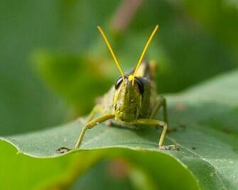 Grasshopper Photo Animal Planet HD