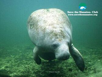 Manatee Wallpaper
