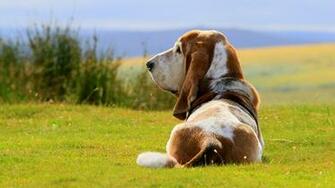 Its A Hound Dog Wallpaper