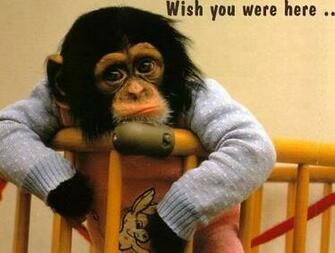 Monkey Wallpaper Desktop