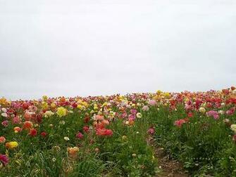 Wallpaper Pretty Flowers Riversongs Flower