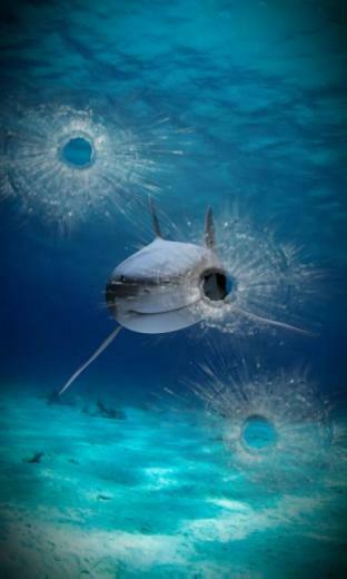 Killer Shark Live Wallpaper Android Apps On Google Play