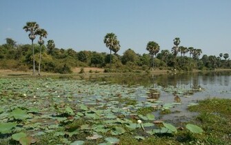 Lotus Pond Widescreen Wallpaper