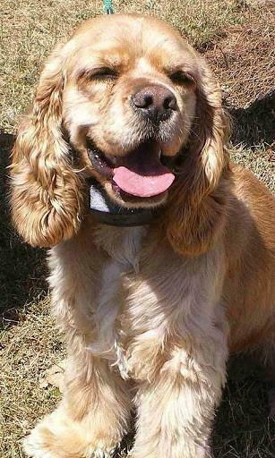 Bigger Cocker Spaniel Dog Wallpaper For Android Screenshot