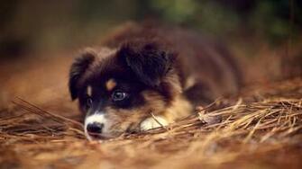 German Shepherd Puppies Wallpaper High Definition