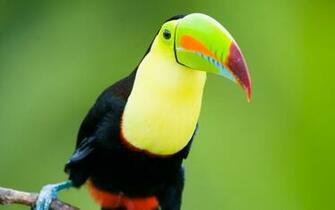 HD Toucan Bird Wallpaper HDwallsource