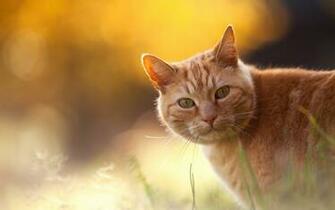 Red Cat On An Orange Background Wallpaper And Image