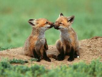 The Best Top Desktop Fox Wallpaper HD Two Young