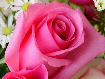 Pink Rose Flower Wallpaper
