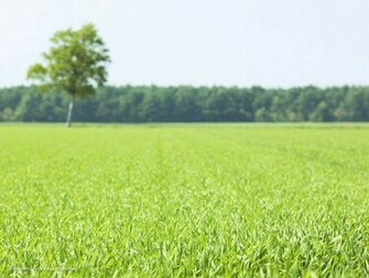 Grassland And Sky Wallpaper Vast Meadow Photo Field Of Grass