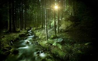 Dark Forest Wallpaper HD Imgstocks