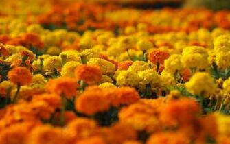 Marigold Background Wallpaper
