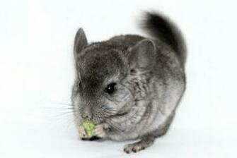 Chinchilla Animals Background