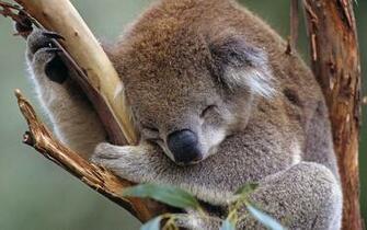Lovely The Sloth Photography Wallpaper Animal Desktop Background