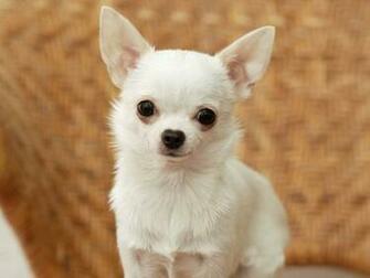 Desktop HD Puppy Wallpaper And Screensavers