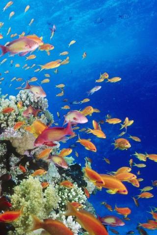 iPhone Wallpaper Ocean Fish High Quality