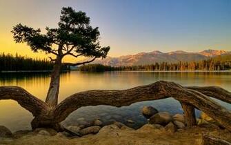 Wallpaper Background Tarantula Tarantulatree Image Relaxing