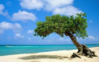 Best Aruba Image Beach Wallpaper