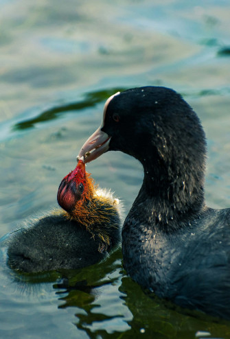 Mother Bird Wallpaper