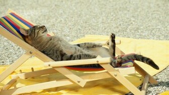 Cat On A Beach Chair Wallpaper
