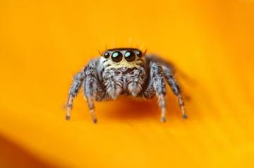 Arachnid 4k Wallpaper Insects Eyes Black Cute