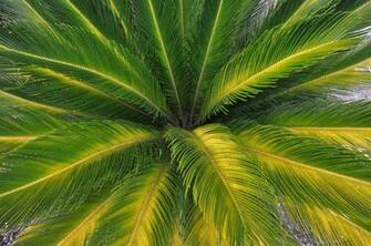 Palm Leaves Nature Wallpaper