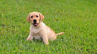 I Diserbanti Sono Nemici Dei Cani Lifegate