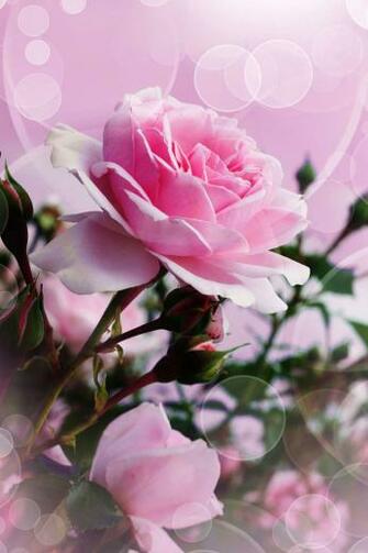 Pink Rose iPhone Wallpaper HD
