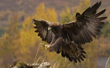 Golden Eagle Landing