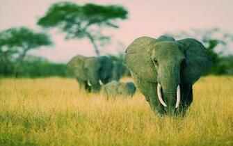 Awesome Savannah Background Image Wallpaper