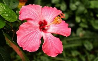 Hibiscus Flower Wallpaper Pink Desktop