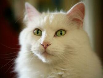 Image For Beautiful White Cute Cat Pictures Photos Wallpaper