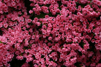 File Beautiful Pink Spring Flowers West Virginia Forestwander