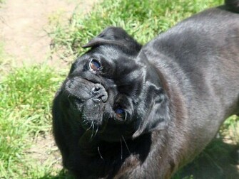 Black Pug Wallpaper Weddingdressin